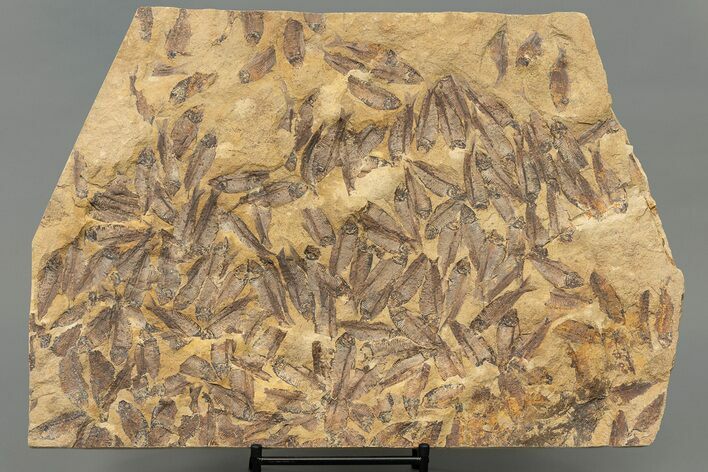 Fossil Fish (Gosiutichthys) Mortality Plate - Wyoming #227753